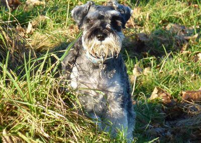 miniature schnauzer standing in grass