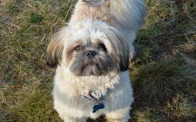 Young mischief maker, Broxi! cream lhasa apso