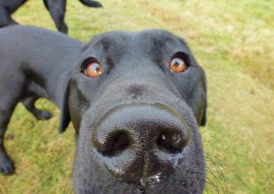 Harris is a deaf dog!