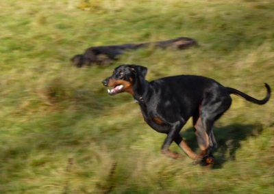 Doberman running