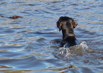 Doberman swimming