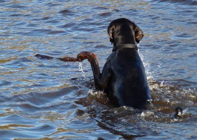 doberman trying to swim