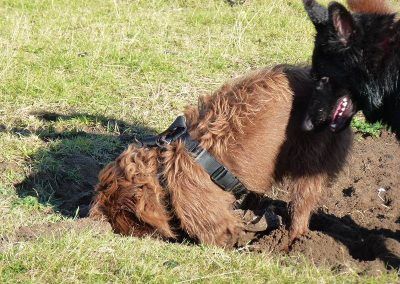 dog digging a hole