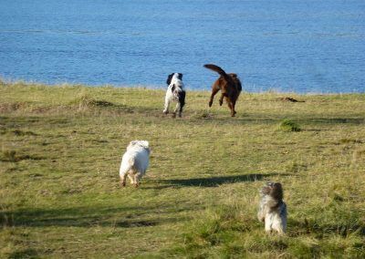 The dogs running on grass in Erskine