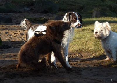Dog stopping on sand