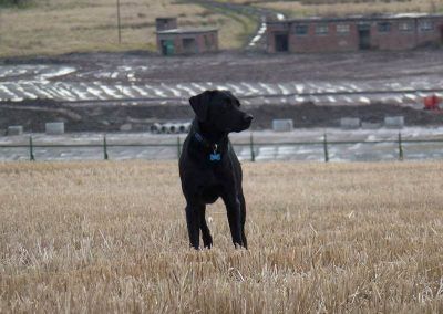 Brodie stands in front of Dargavel village