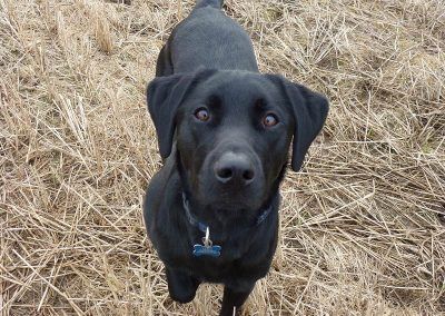 Good looking labrador dog