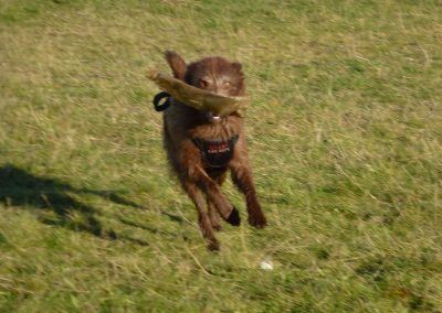Dog running with plastic bottle