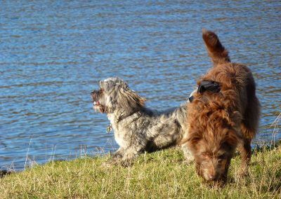 Dogs in sun