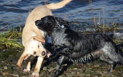 Hugo and Benny are good friends! Working dogs on beach