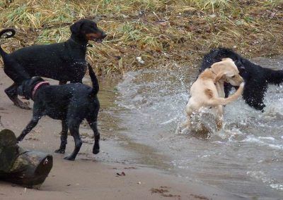 Friendly, young dogs playing!