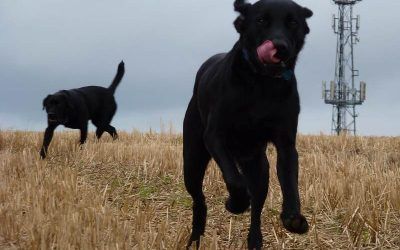Brodie comes running! Bordie the black labrador