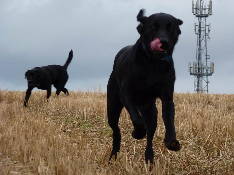 Bordie the black labrador