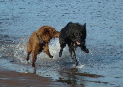 Dog walking at the beach