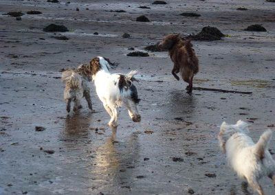 Dog walking in Erskine