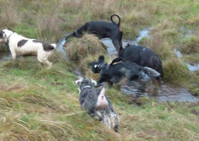 miniature schnauzer playing with dogs