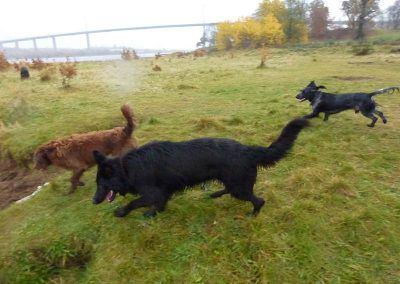 Dogs running to the river!