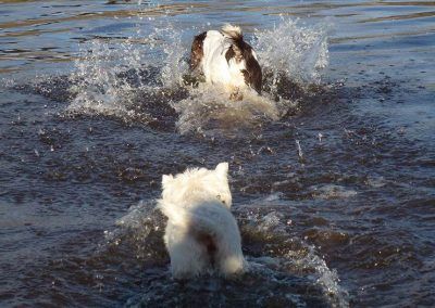 Dogs in the water