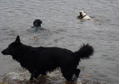 Spaniels swimming
