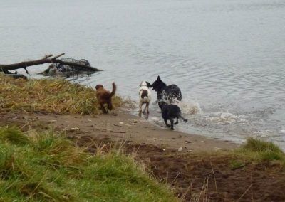 Pack of dogs