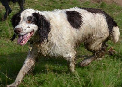 springer spaniel