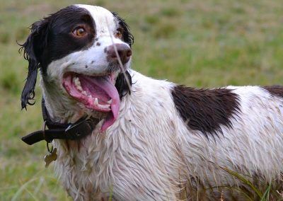 springer spaniel