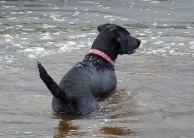 Black labrador puppy, Beau in the water!