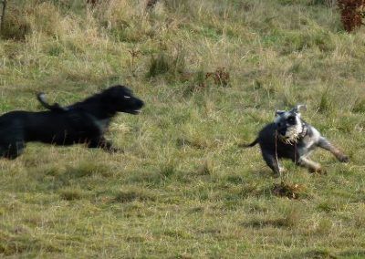 miniature schnauzer and cocker spaniel play
