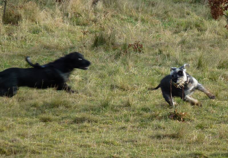 Dog walking Miniature Schnauzer, Blue from Bishopton