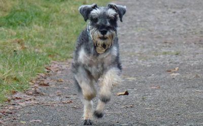 Blue comes running for a treat! miniature schnauzer running