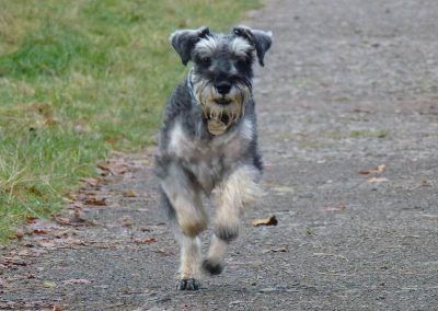 miniature schnauzer running