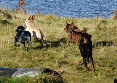 Renfrewshire dog walkers and dogs