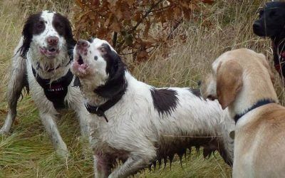 "I want to swim!" says Jack! Springer spaniels meet!