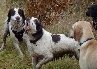 Springer spaniels meet!