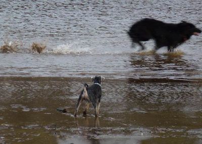 German shepherd running through water