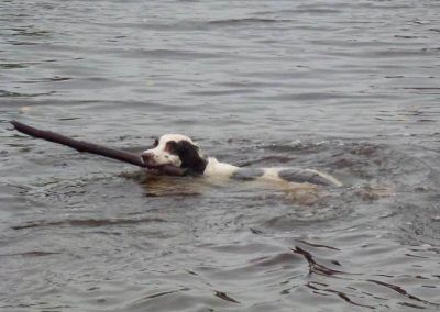 Springer spaniel retrieving