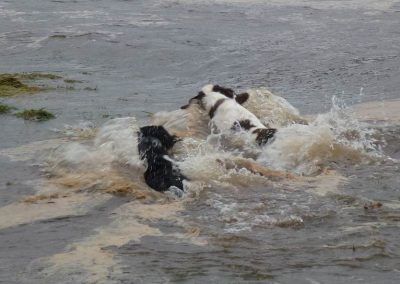 Dogs crashing into water