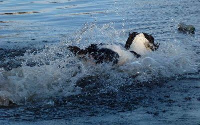Springer spaniel running into river