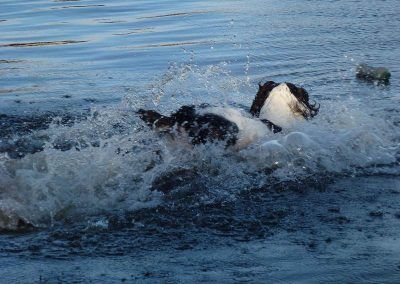 Springer spaniel running into river