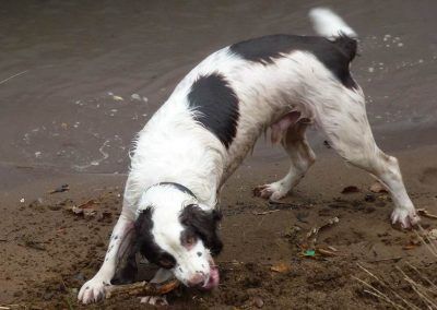 Springer spaniel, Jack with his stick!