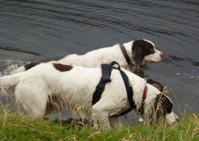 The springer spaniels!
