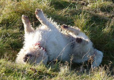 West highland terriers love back rubs!