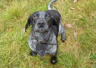 Benny the working blue roan cocker spaniel