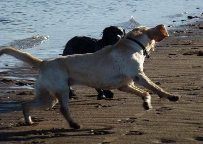Working dogs playing!