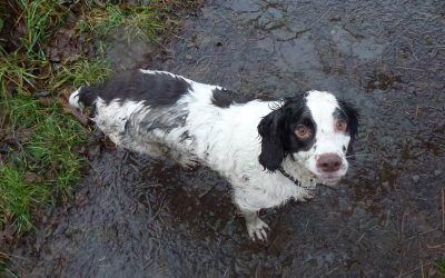 Liver and white springer spaniel , Jack