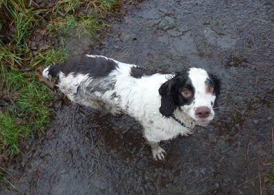 Liver and white springer spaniel , Jack