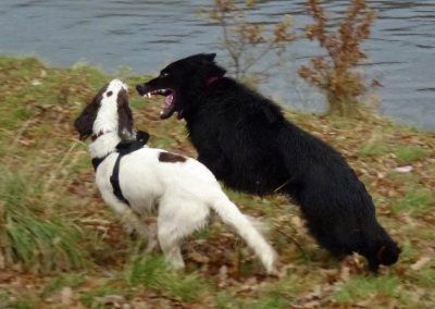 Young dogs playing
