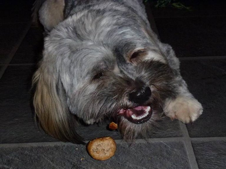Ruffles with his treat!