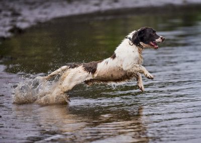 Spaniel jumping into river
