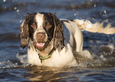 Spaniel standing in water